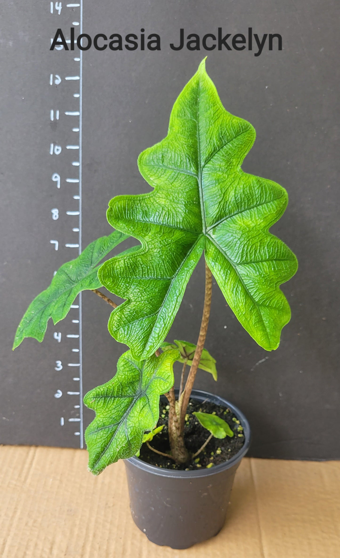 Alocasia Jacqueline in a four inch nursery pot. Photos b4 Shipping
