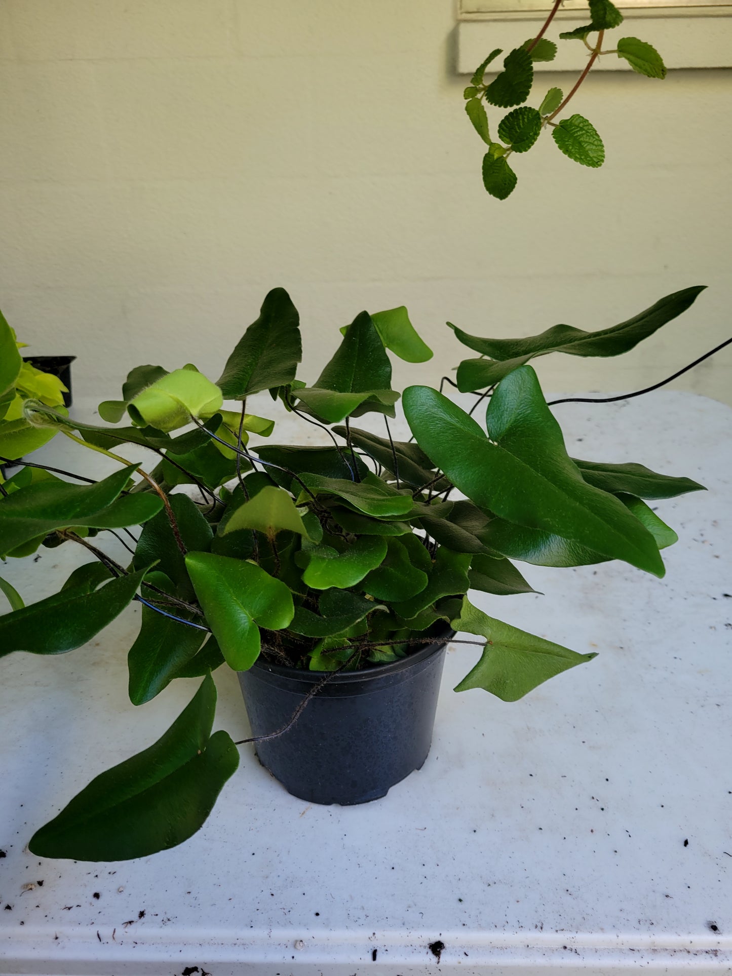 Heart Leaf Fern in six inch pot.
