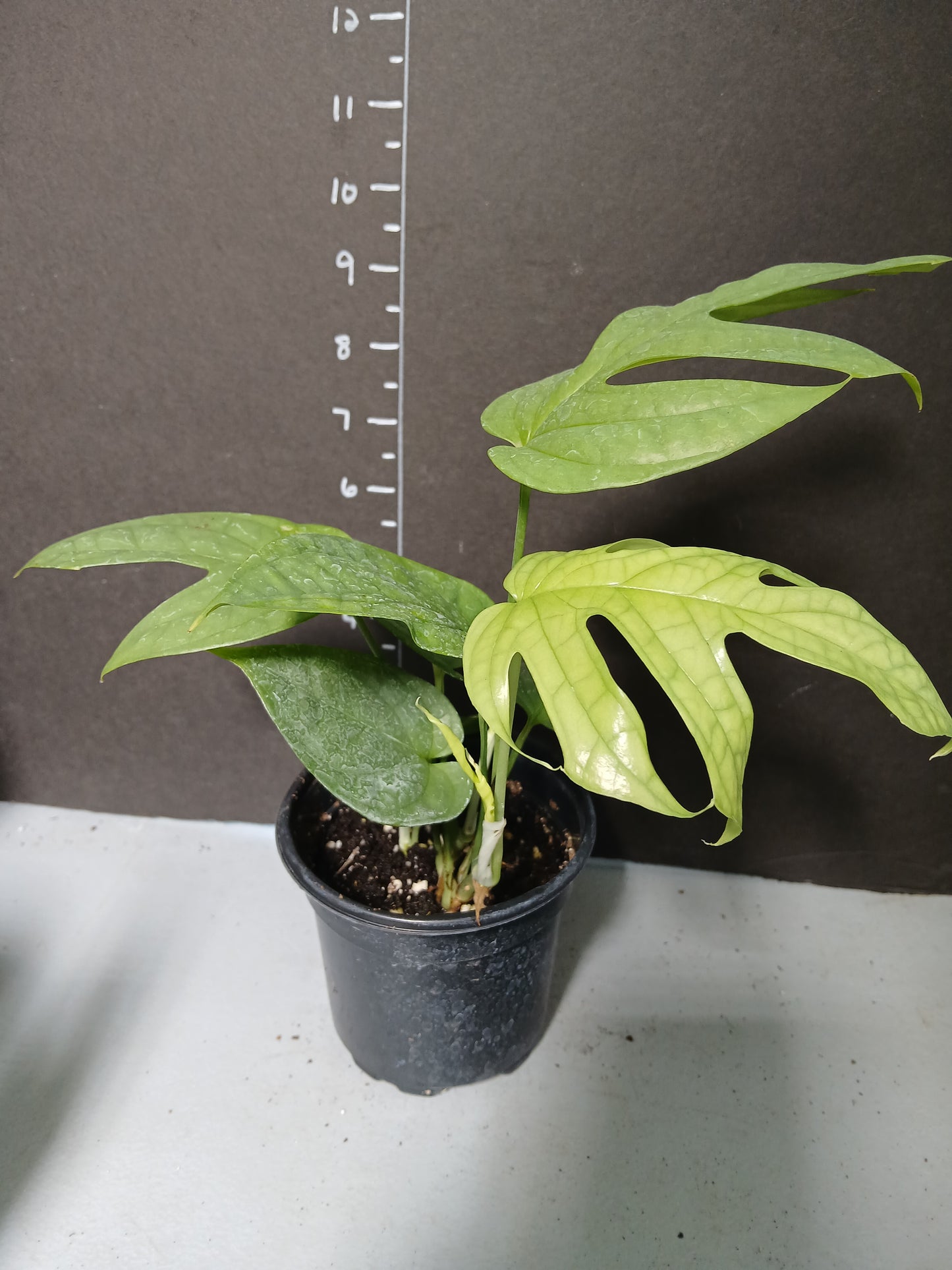 Rare. Monstera Spiderman in four inch pots. Photos b4 Shipping.