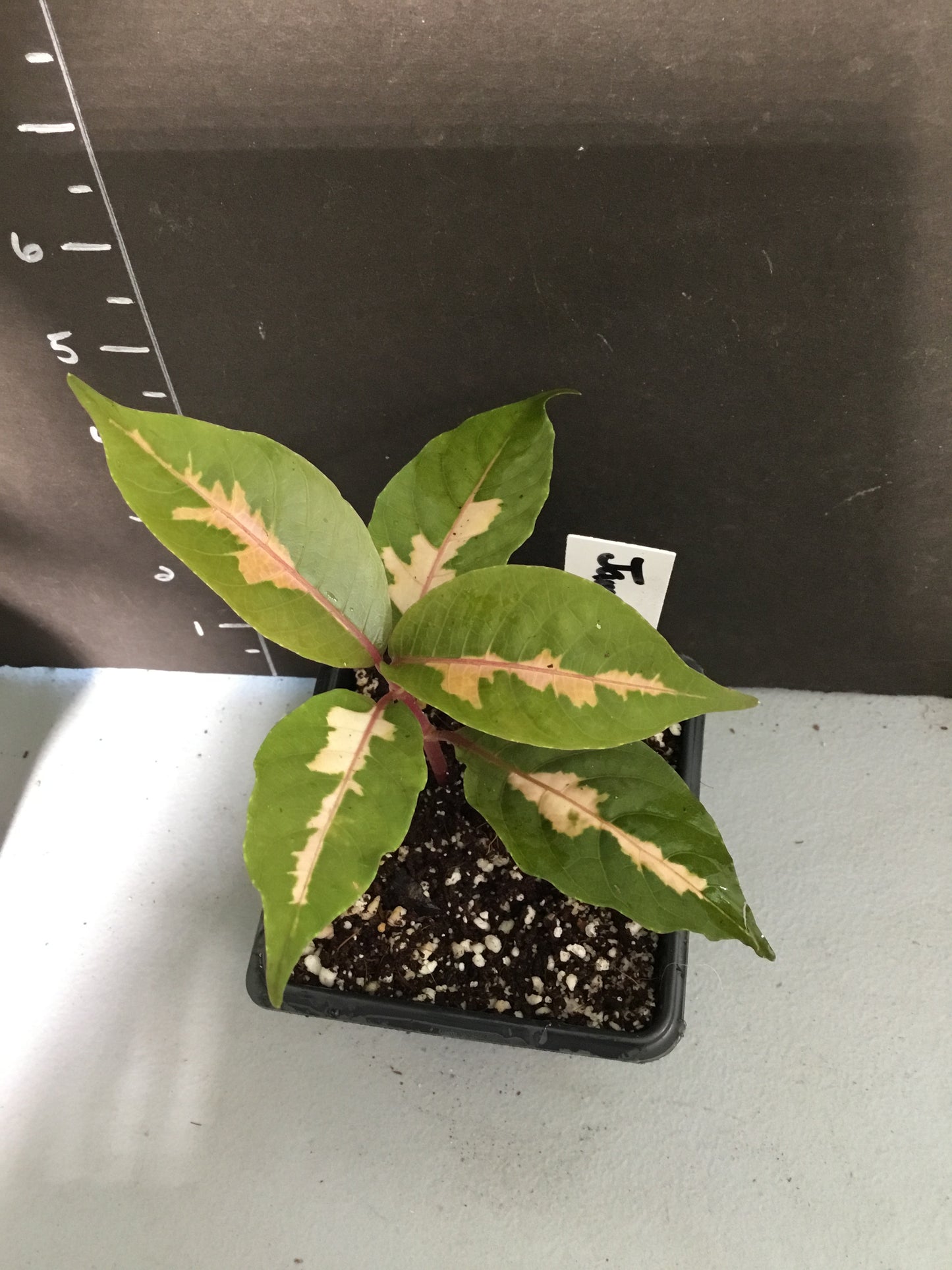 Jamaican Croton well rooted cutting in four inch pot. Photos b4 Shipping