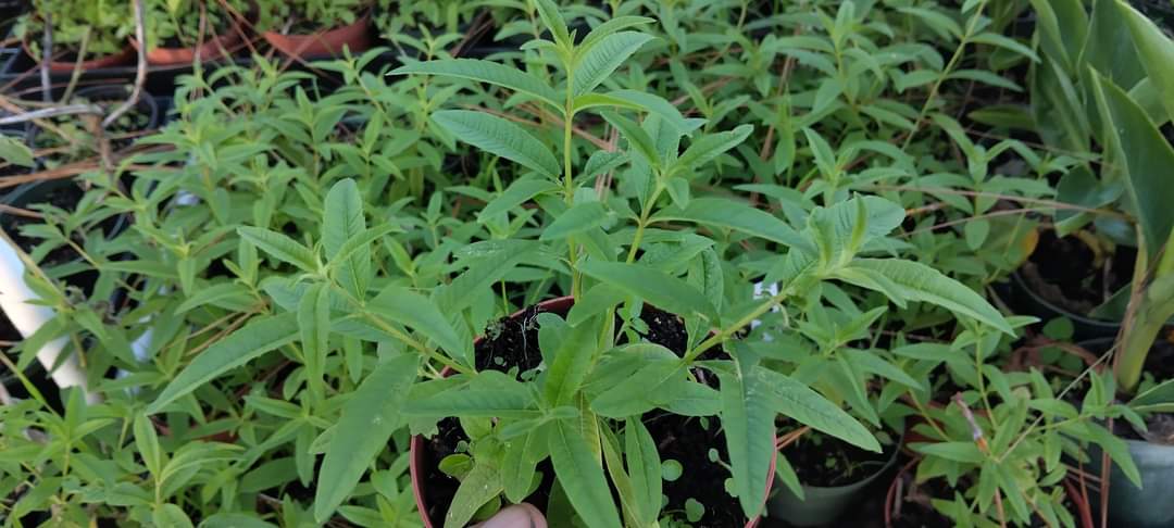 Lemon Verbena Herb. Three/four inch pots. Photos b4 Shipping