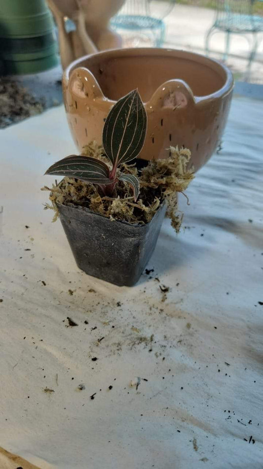 Ludisia Discolor Silver Jewel Orchid one inch pot. Photos b4 Shipping.