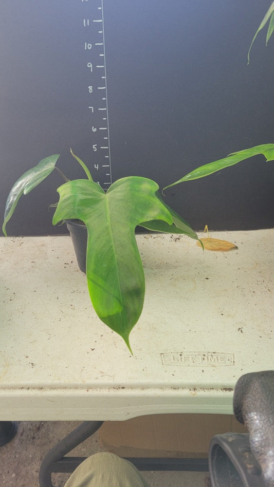 Philodendron Florida Green in a four inch pot.