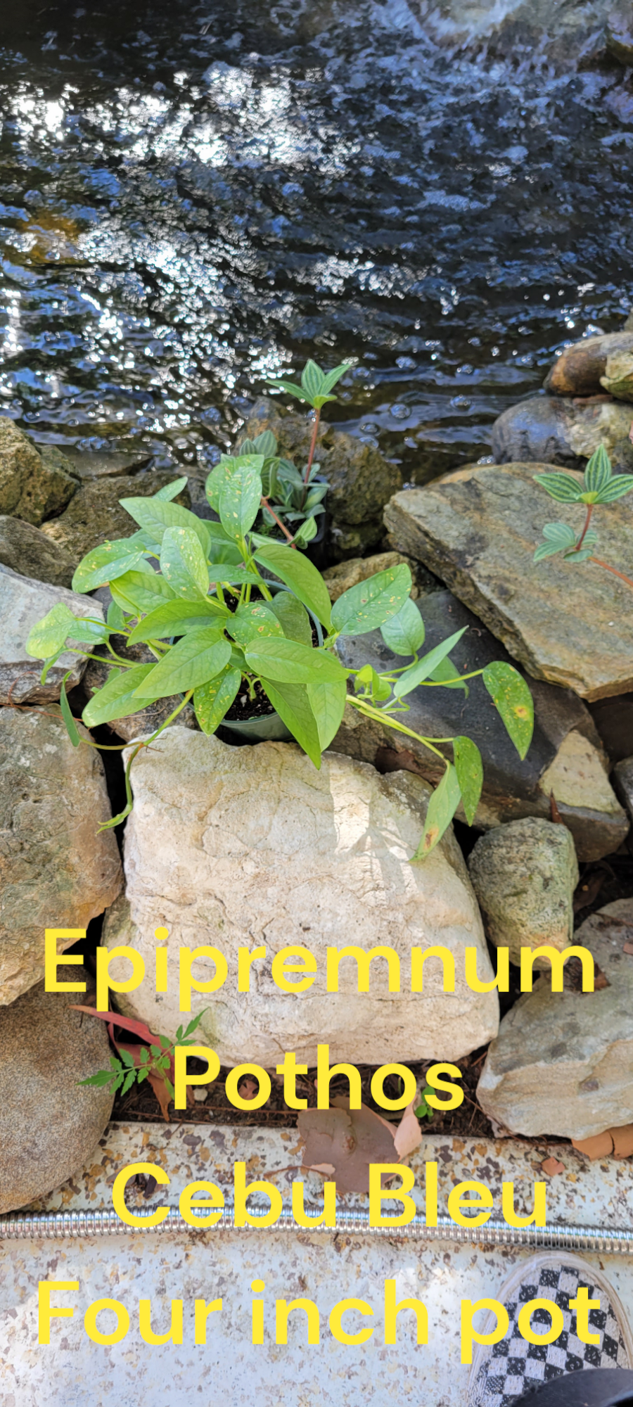 Epipremnum Pothos Cebu Bleu four inch pot. Photos b4 Shipping