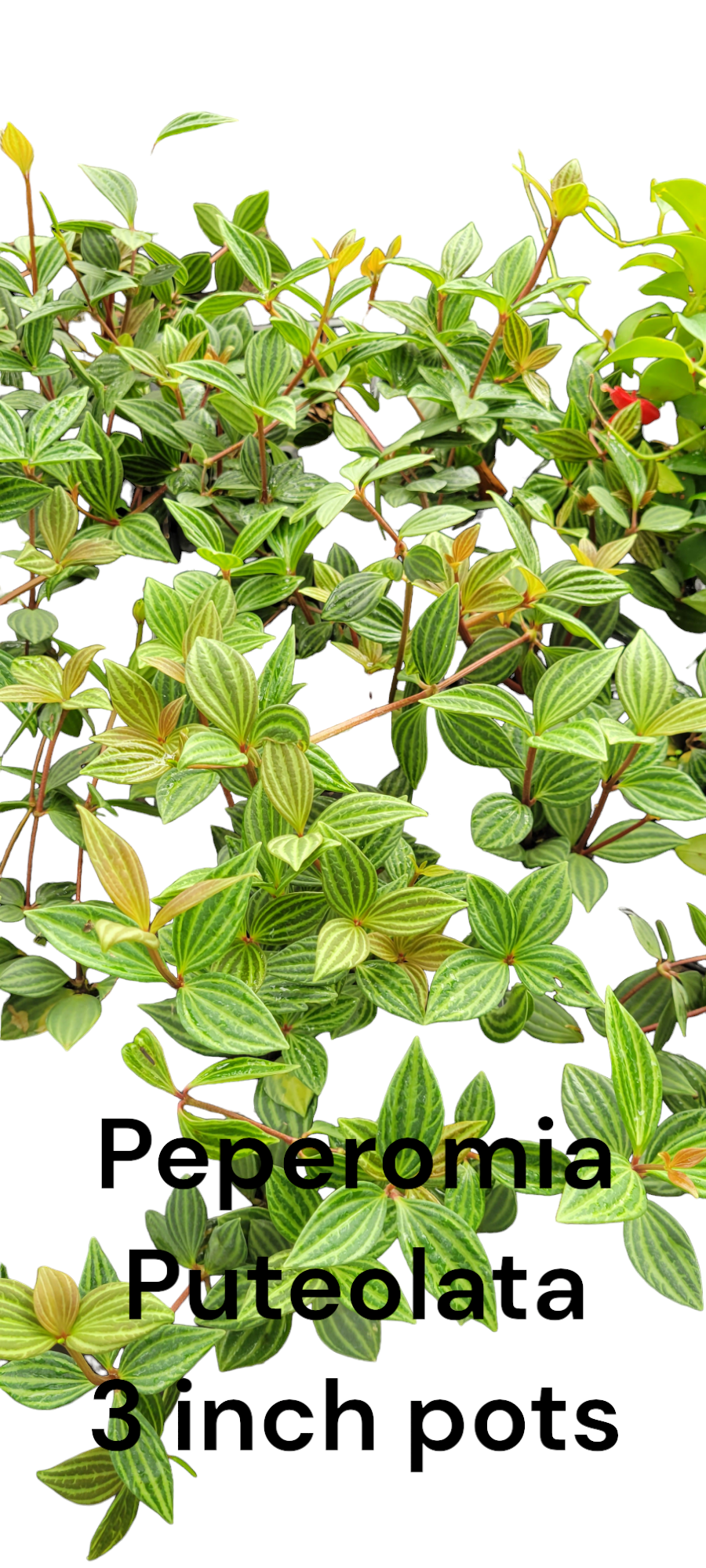 Peperomia Puteolata Parallel three inch pot. Photos b4 Shipping