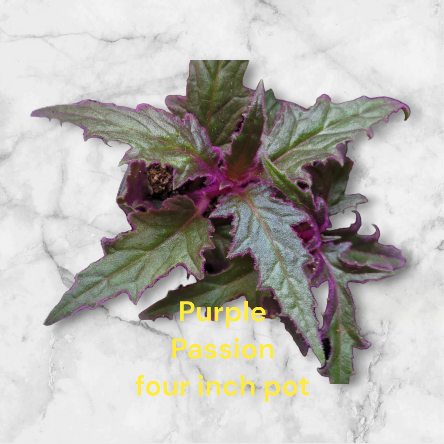 Purple Passon Gynura Aurantiaca four inch pot. Photos b4 Shipping