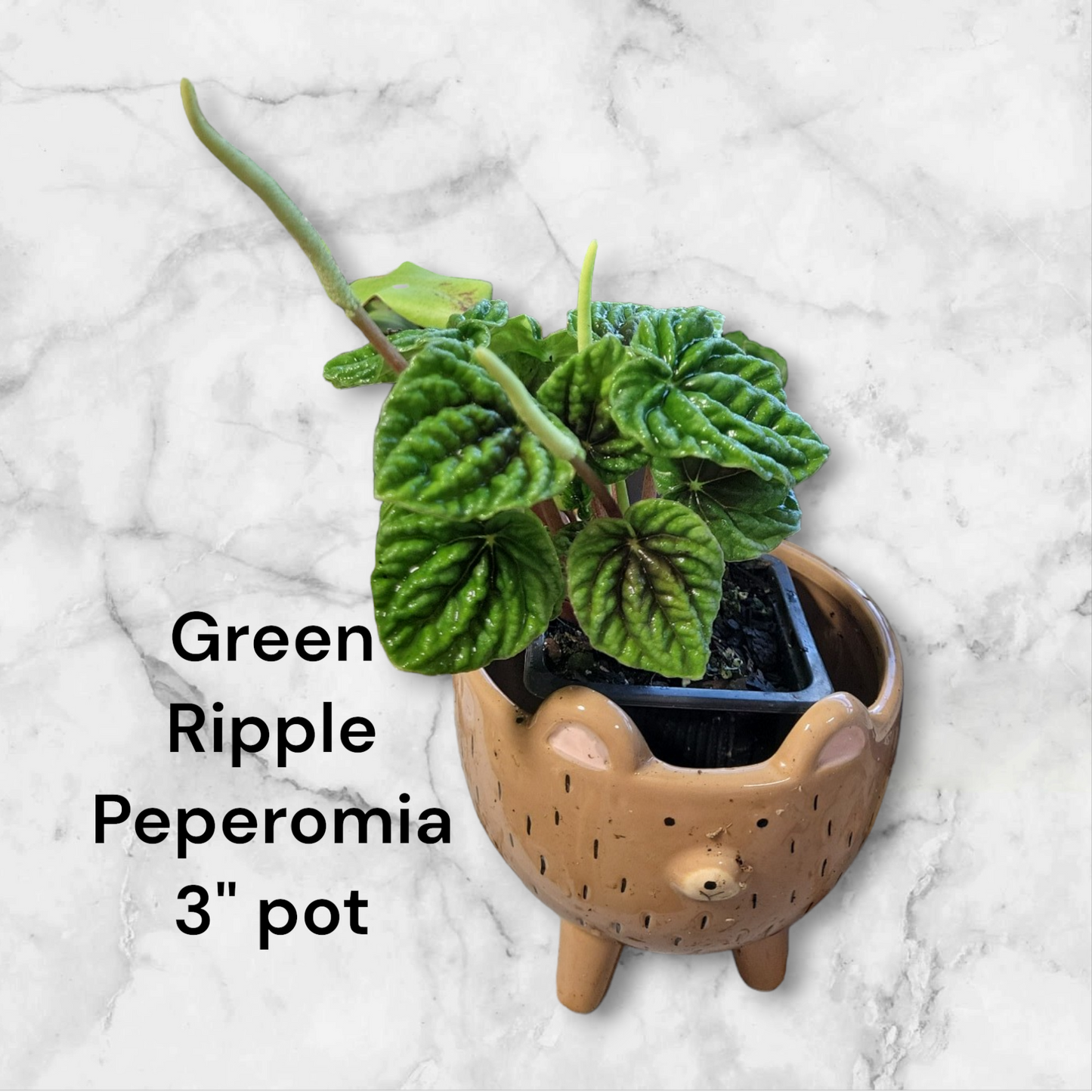 Peperomia Green Ripple in three inch pot. Photos b4 Shipping