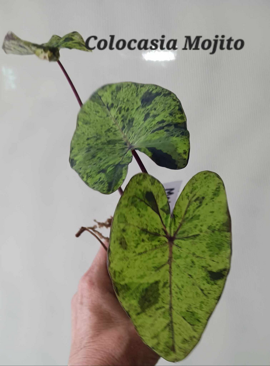Colocasia Mojito four inch pots Photos b4 shipping