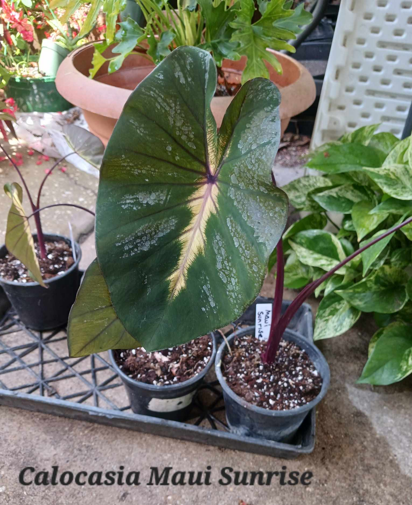 Colocasia Maui Sunrise