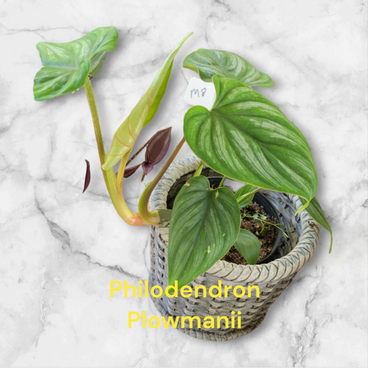 Philodendron Pastazanum four inch pot. Photos b4 Shipping