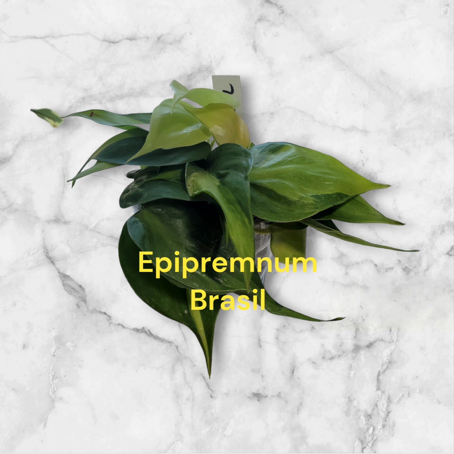 Epipremnum Pothos Basil four inch pot Photos b4 shipping