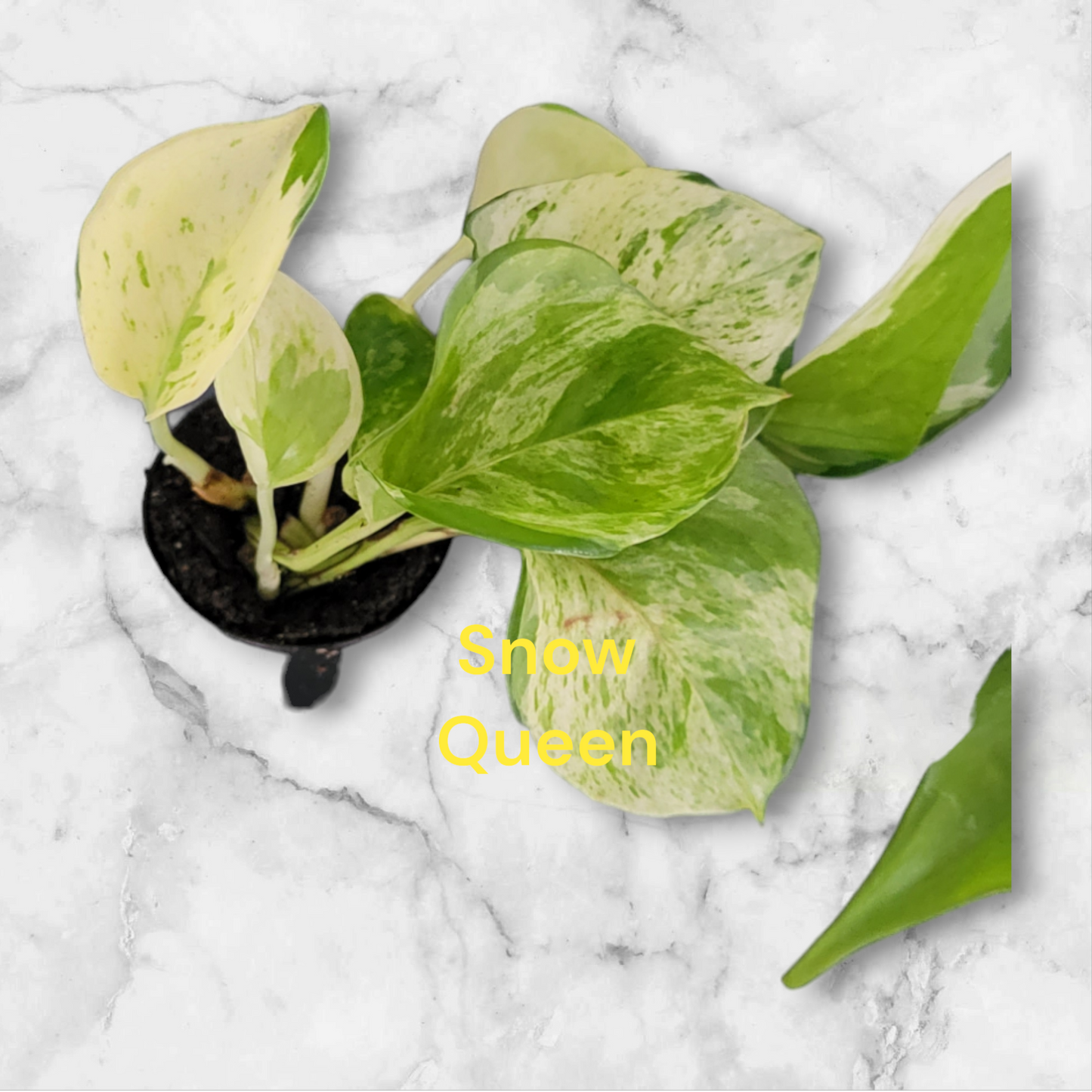 Epipremnum Pothos Snow Queen in three inch pot. Photos b4 Shipping