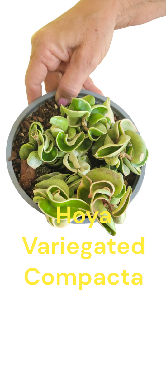 Hoya Compacta Variegated Hindu Twisted Rope six inch pot. Photos b4 Shipping