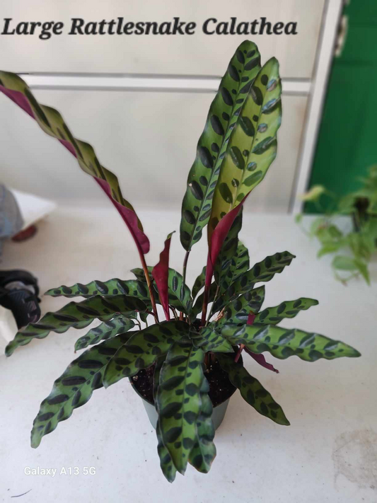 Calathea Lancifolia Rattlesnake Six Inch Pot. Photo before shipping