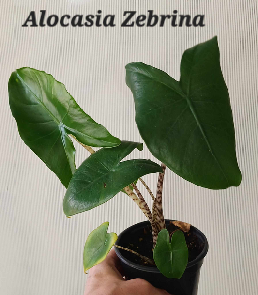 Alocasia Zebrina four inch pot. Photos b4 shipping