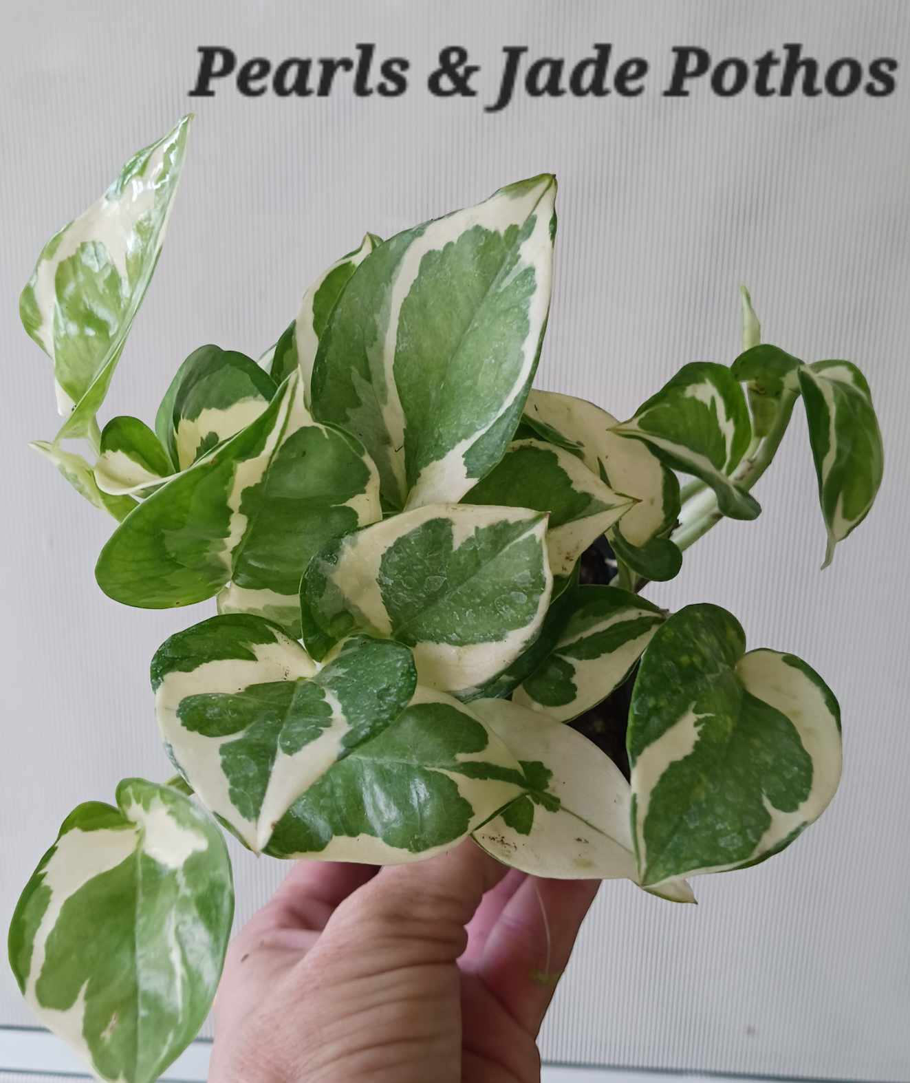 Epipremnum aureum Pothos Pearls n Jade four inch pot. Photos b4 Shipping