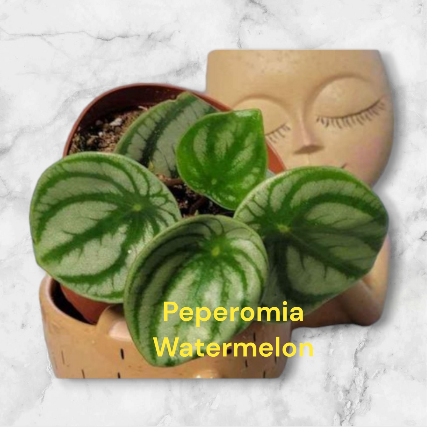 Peperomia Watermelon four inch pot. Photos b4 Shipping