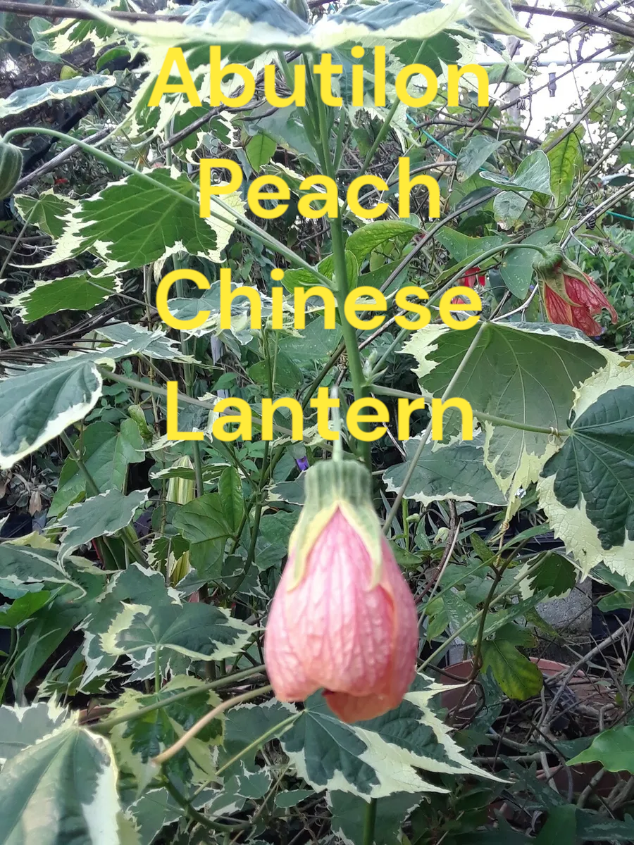 Abutilon Variegated Peach Chinese Lantern. Four inch pots. Photos b4 Shipping
