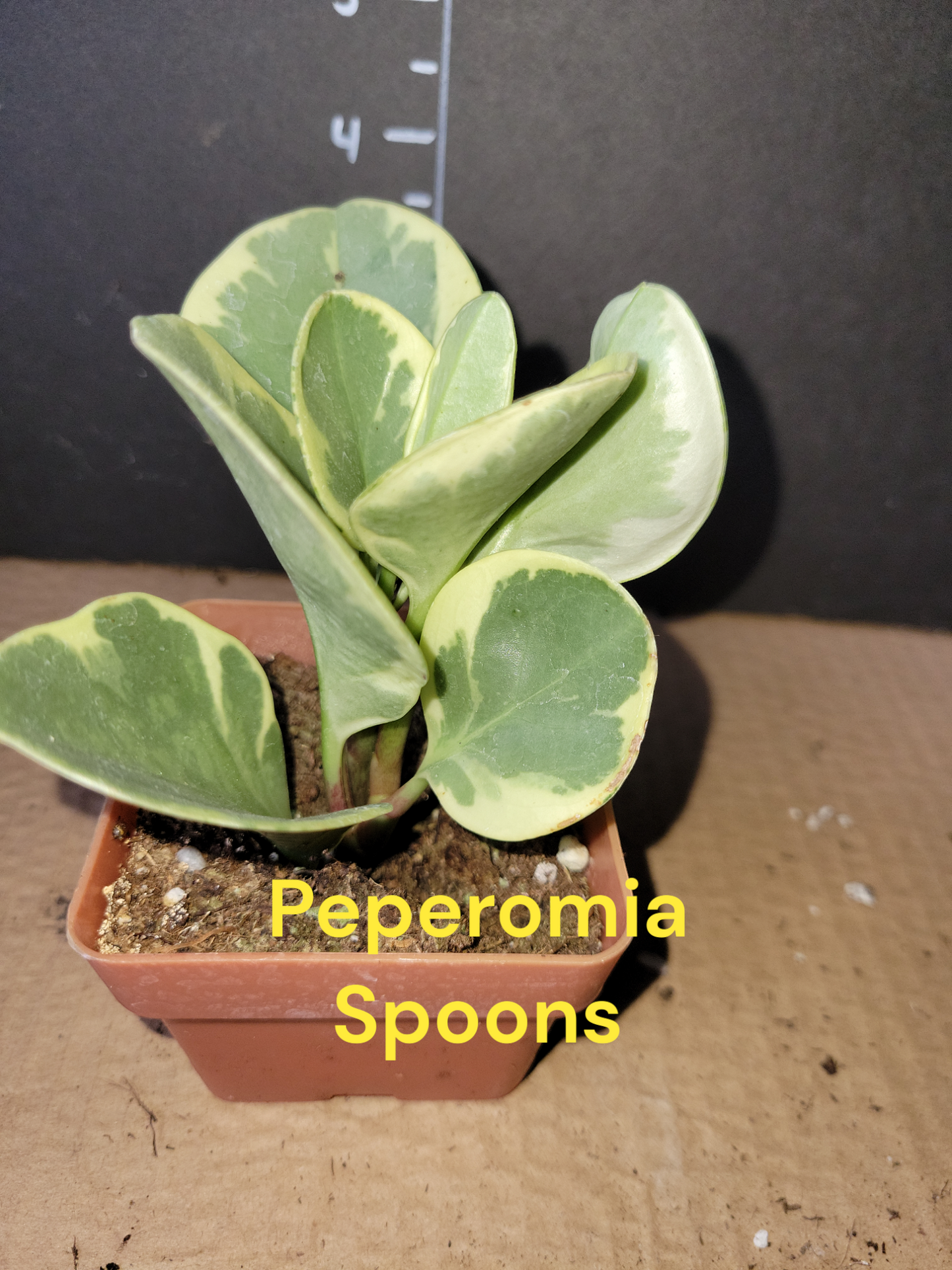 Peperomia Variegated Obtusifolia Spoons. Baby Rubber Tree Plant. Four inch pots. Photos b4 Shipping