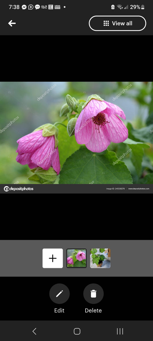Pink Abutilon Chinese Lantern four inch pot. Photos b4 Shipping