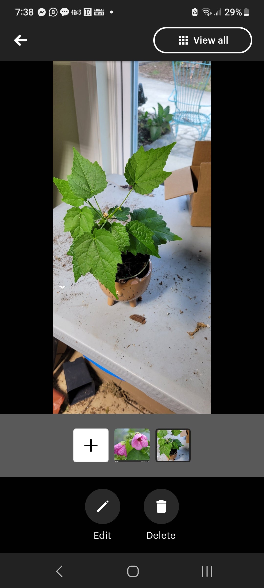 Pink Abutilon Chinese Lantern four inch pot. Photos b4 Shipping