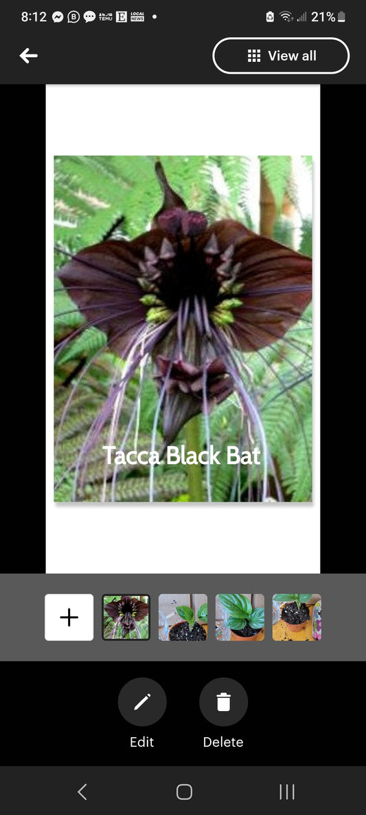 Tacca Black Bat four inch pot. Photos b4 Shipping