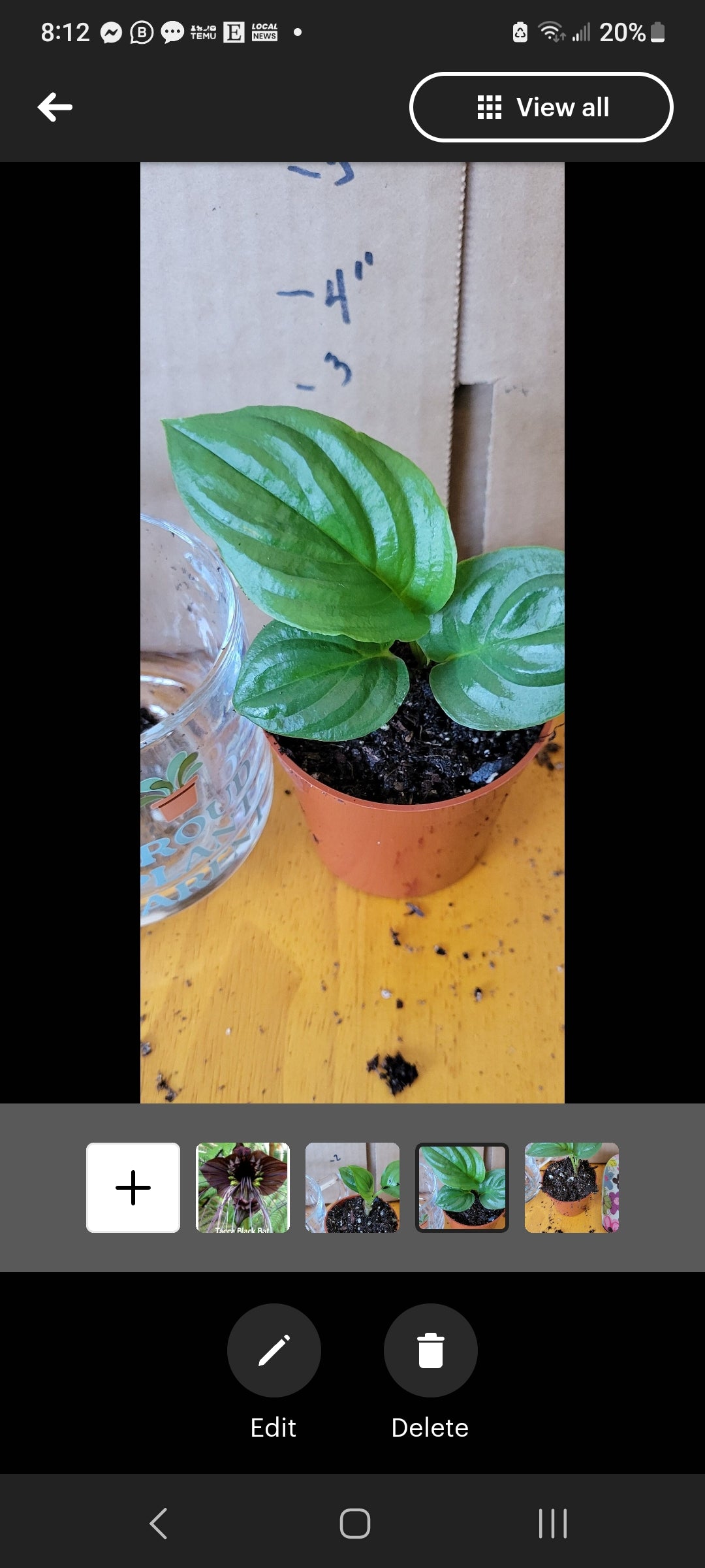 Tacca Black Bat four inch pot. Photos b4 Shipping