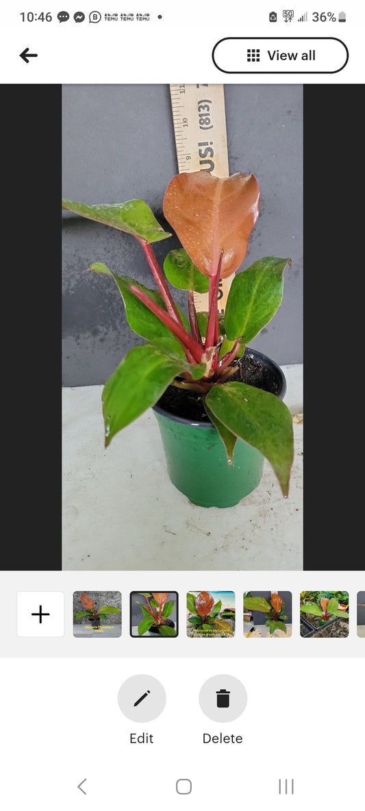 Philodendron McColley's Finale  four inch pot Photos b4 Shipping