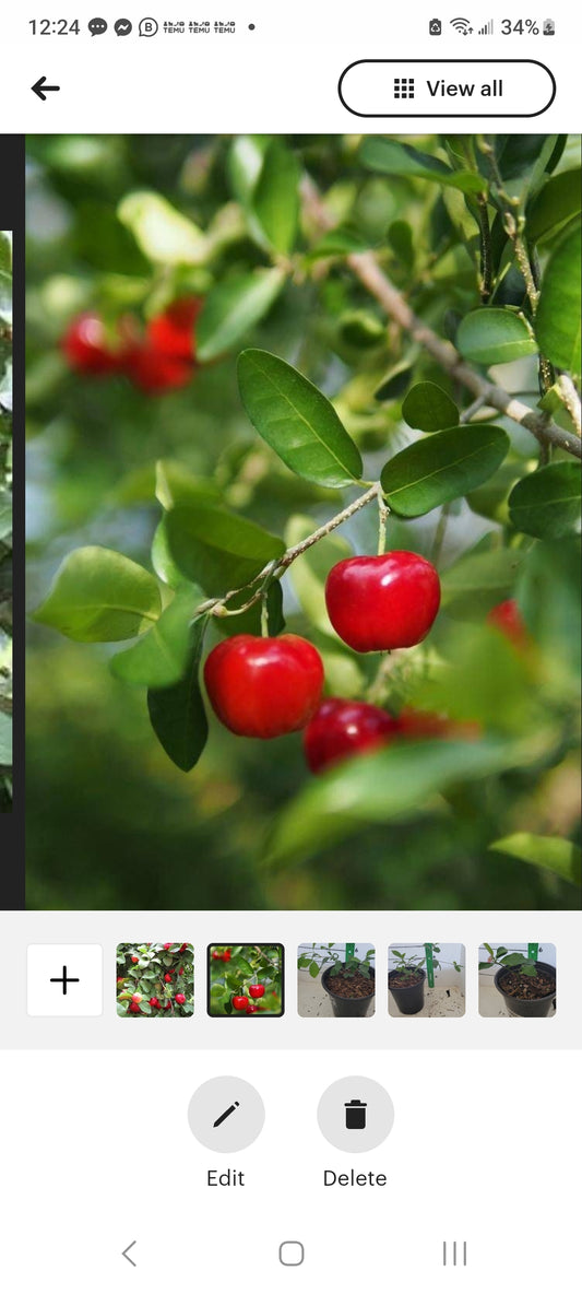 Barbados Cherry four inch pot Photos b4 Shipping