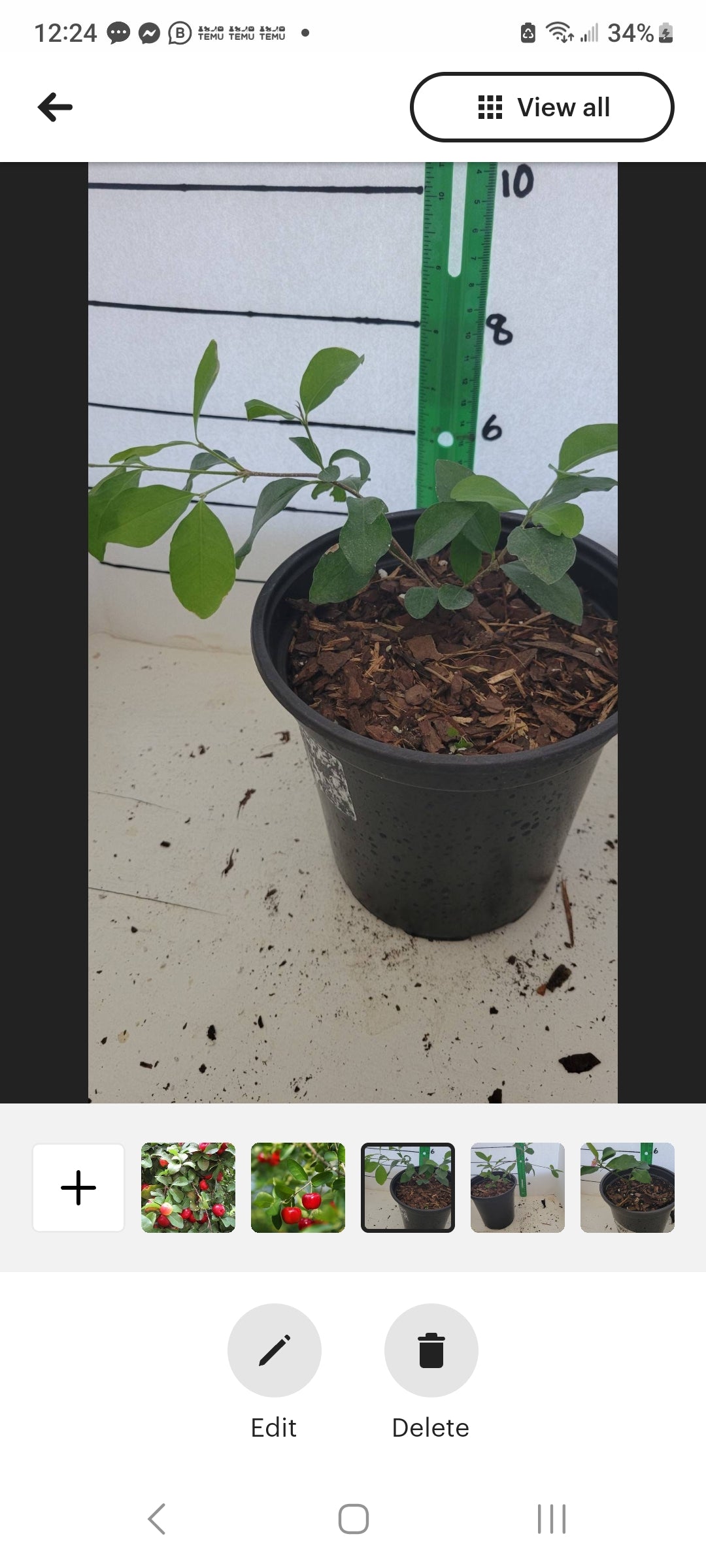 Barbados Cherry four inch pot Photos b4 Shipping