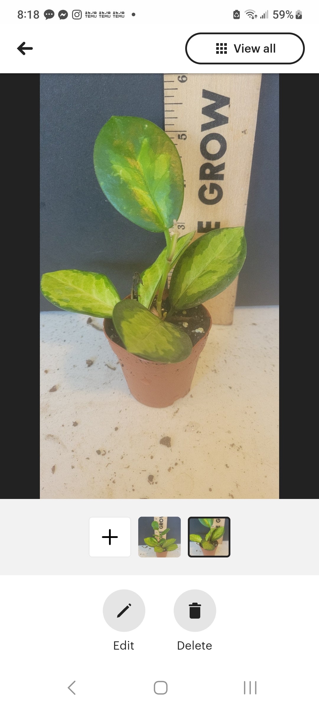 Hoya Variegated Lisa Rare. Two inch pots. Very well rooted. Photos b4 shipping