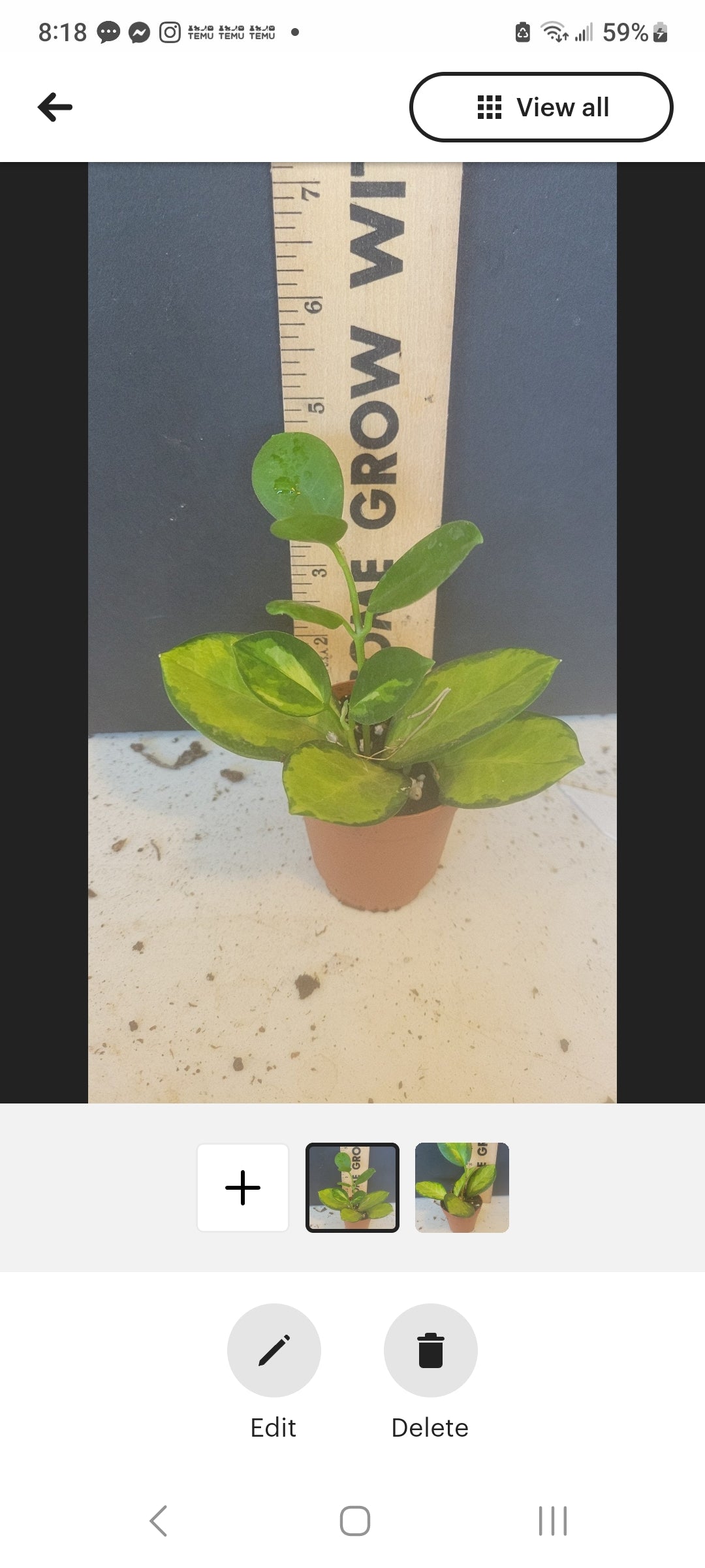 Hoya Variegated Lisa Rare. Two inch pots. Very well rooted. Photos b4 shipping