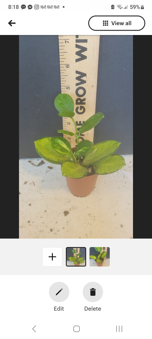 Hoya Variegated Lisa Rare. Two inch pots. Very well rooted. Photos b4 shipping