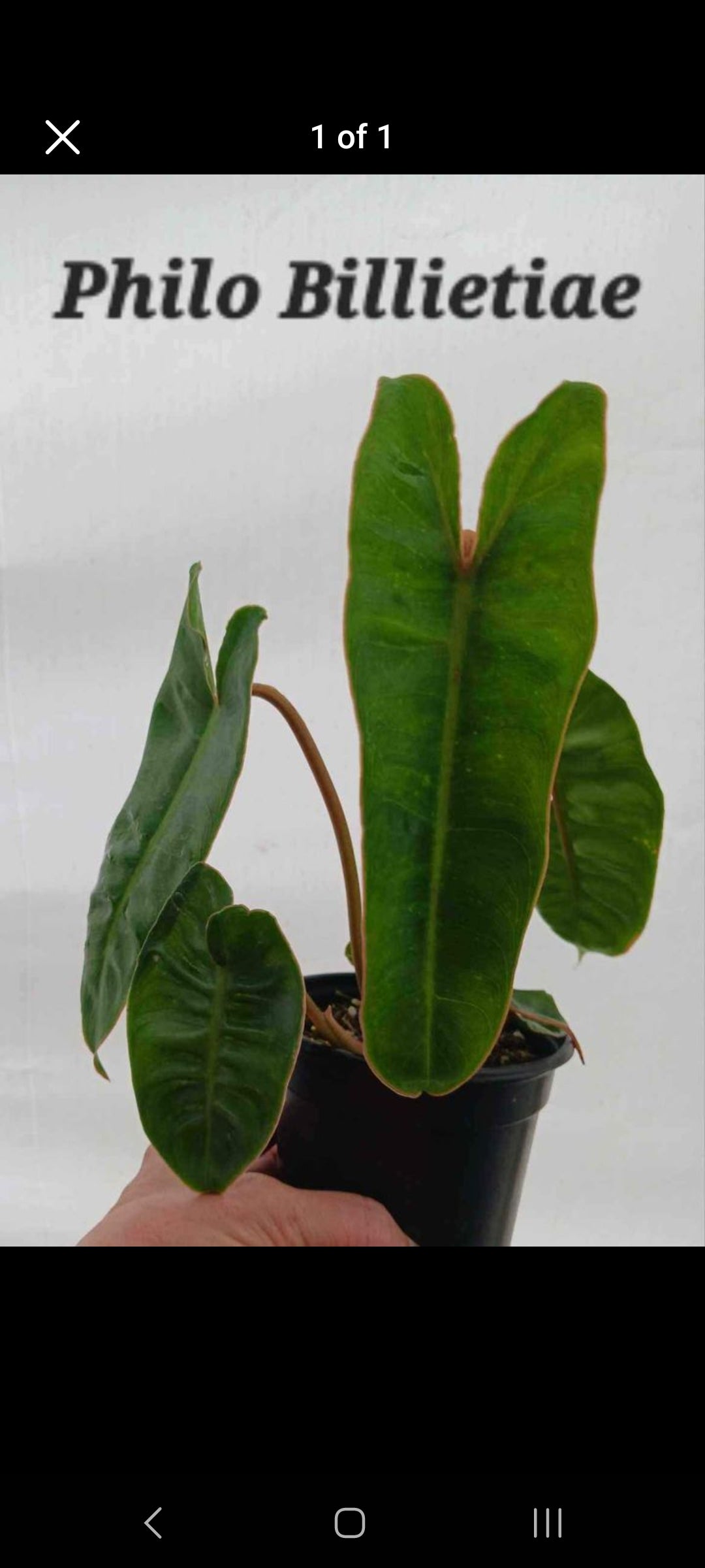 Philodendron Billietiae four inch pot. Pothos b4 shipping