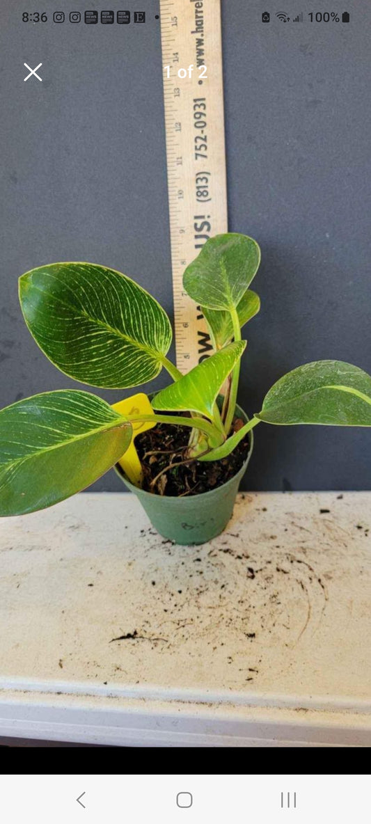 Philodendron Birkin four inch pots. Photos b4 Shipping.