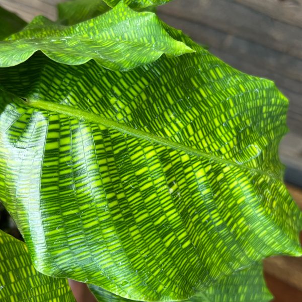 Calathea Musaica Network three inch pot starter plant photos b4 Shipping