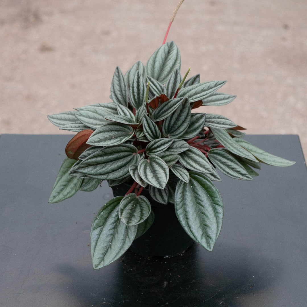 Peperomia San Marino in four inch pot. Photos b4 shipping