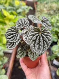 Peperomia Burbella in four inch pot. Photos b4 Shipping