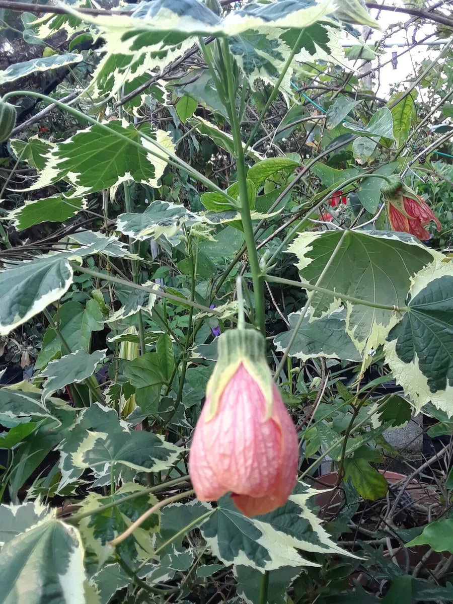 Peach Variegated Leaves Abutilon Chinese Lantern 4 inch pots. Photos b4 Shipping