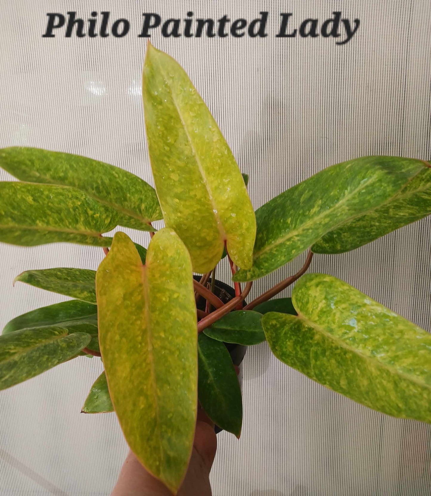 Philodendron Painted Lady Six Inch Pot. Photos b4 Shipping
