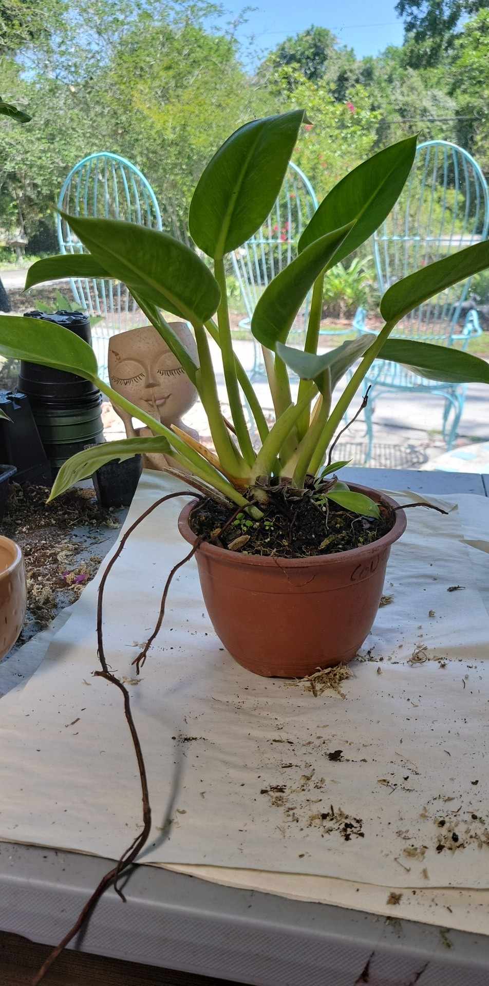 Philodendron Congo Green in four inch pot. Photos b4 Shipping