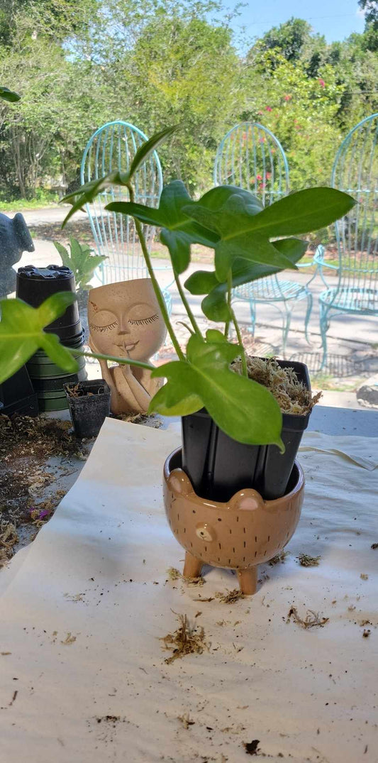Philodendron Pedatum.  Rare and hard to find. Four inch pots.