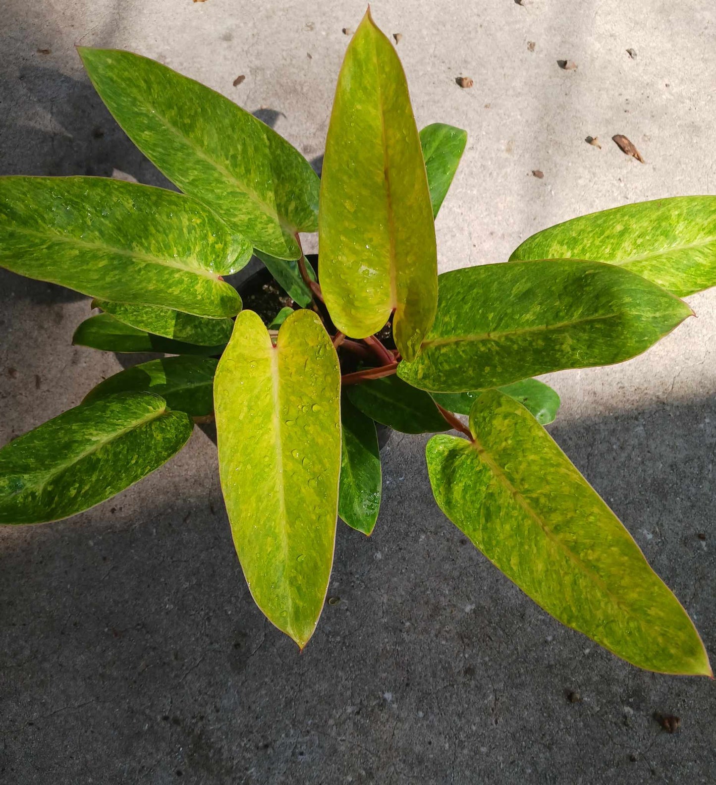 Philodendron Painted Lady Six Inch Pot. Photos b4 Shipping