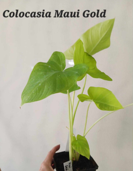 Colocasia Maui Gold five inch pot. Photos b4 Shipping