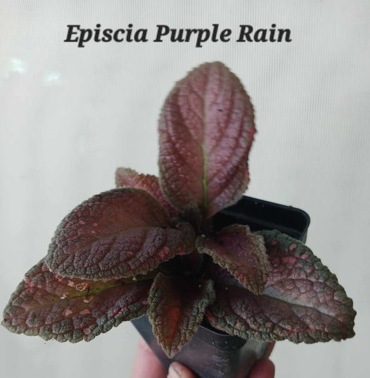 Episcia Purple Rain two inch pot. Photos b4 Shipping