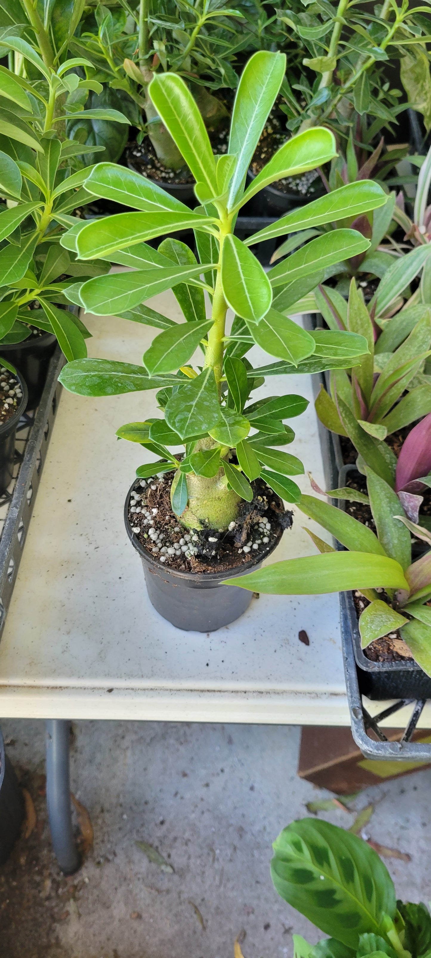 Pink Desert Rose in four inch pot.