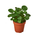 Peperomia Randa Verde in three inch pot. Photos b4 Shipping