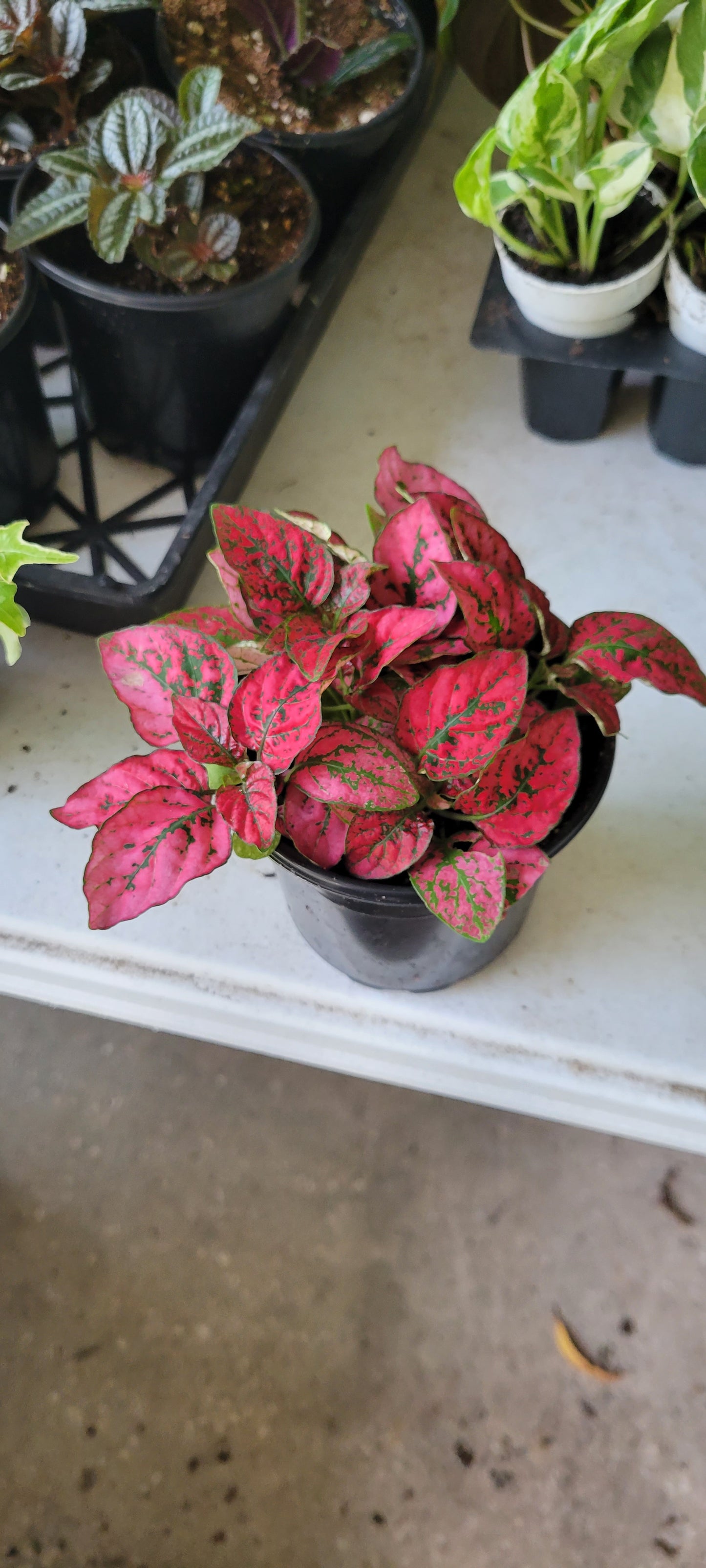 Red Polka-dot Hypoestes three inch pot. Photos b4 Shipping