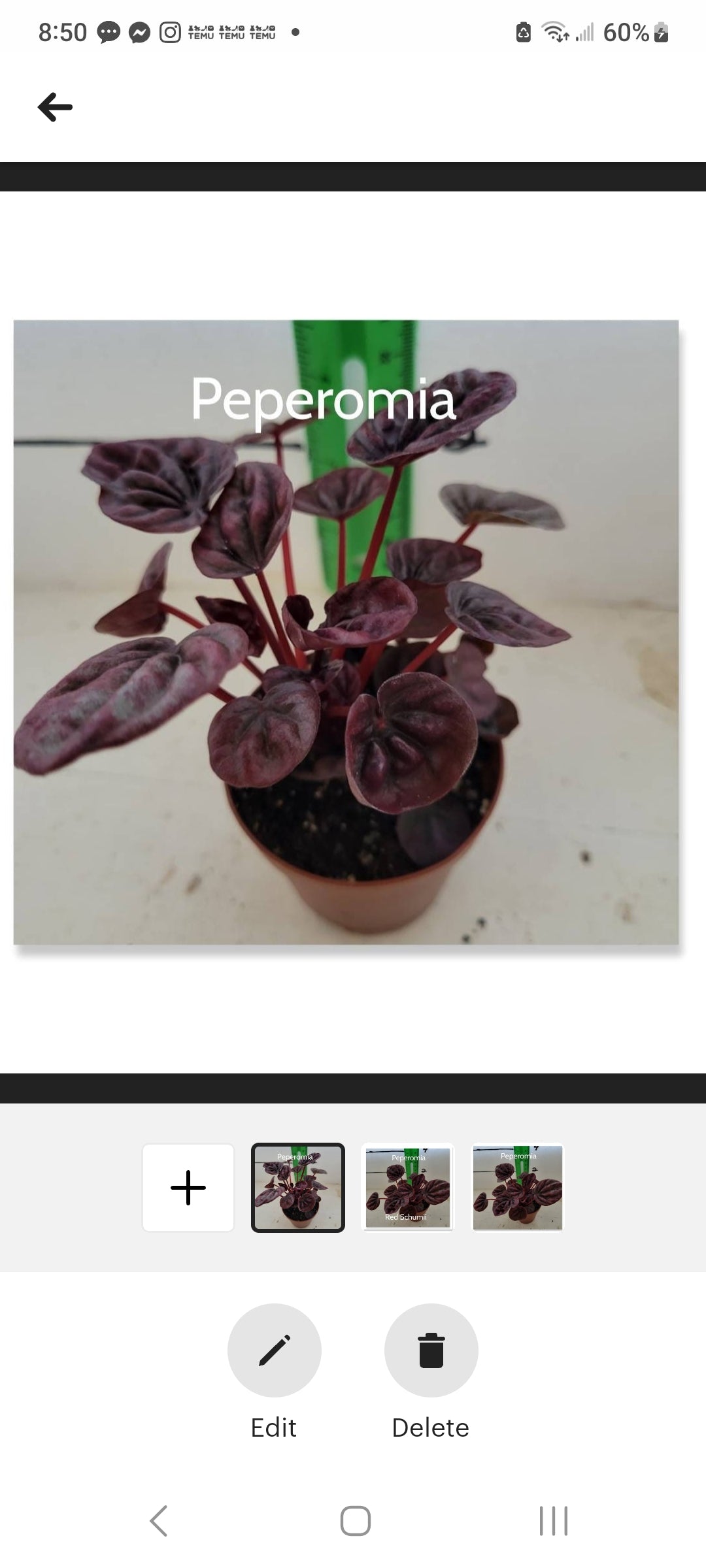 Peperomia Red Schumii three inch pots starter plants. Photos b4 shipping