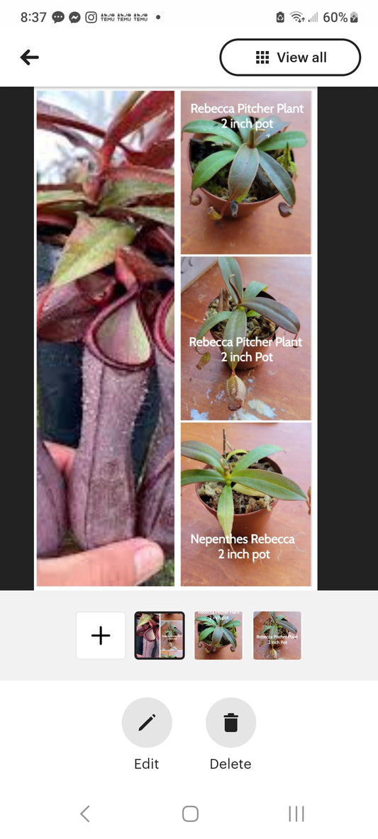 Nepenthes Rebecca Sopher Pitcher Plant starter plants two inch pots. Photos b4 Shipping.